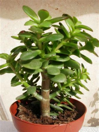 Welvaart symbool in feng shui. feng shui tipsfeng shui tips